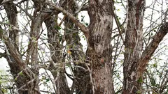  Bufnița stă pe copac, dar nu toată lumea o vede. Ați reușit să o găsiți deja?