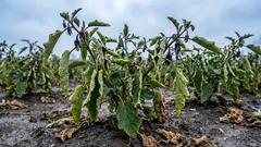 De ce își pierd vopseaua vinetele: nu ați ținut sub observație temperatura