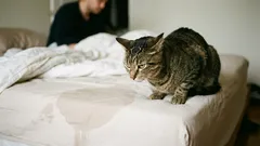 Pisica a început să-și facă nevoile pe patul stăpânului. Care sunt motivele acestui comportament și cum se poate remedia situația