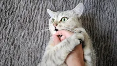 De la dragoste la mușcătură e doar un pas: motivele ascunse pentru care pisica linge și apoi atacă