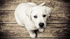 7 rase pe care oamenii încearcă să nu le adopte: ce au ele în neregulă?