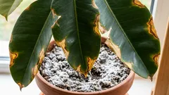 Cum cere ajutor o plantă atunci când solul este sărat. Primele semne