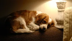 Este indicat să lăsăm luminile aprinse când câinele rămâne singur acasă?