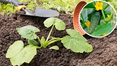 Când să semeni castraveți în pământul liber: orientare după mesteacăn și păpădie