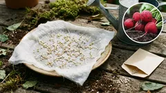 Plantarea ridichilor în grădină: un secret simplu pentru a obține bulbi perfecți.