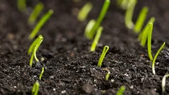 Cum obții ceapă din semințe într-un sezon: calendar clar și pași simpli