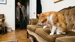 Pisica ta nu te iubește: 5 semne pe care le ignori în fiecare zi