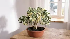 Cum să crești plante din genul Crassula pentru a atrage bogăția și succesul în casa ta