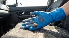 Părul și mirosul animalelor vor dispărea fără urmă: metode rapide de curățare a habitaclului mașinii