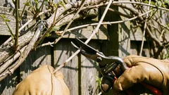 Plantele care trebuie tăiate în martie pentru a stimula o înflorire mai bogată.