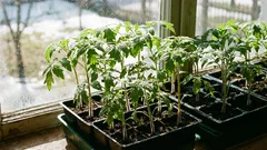 Ce să semeni pentru răsaduri în martie, ca să nu rămâi fără recoltă