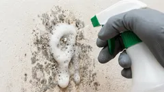 Cum să curățați rapid pereții de mucegai: vă prezentăm câteva remedii populare care vă vor ajuta