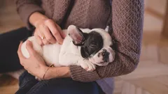 7 semne care indică faptul că ești un stăpân responsabil